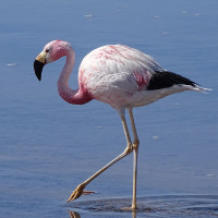 Andean Flamingo